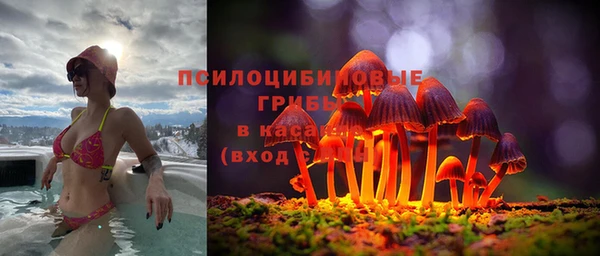 прущие грибы Вяземский